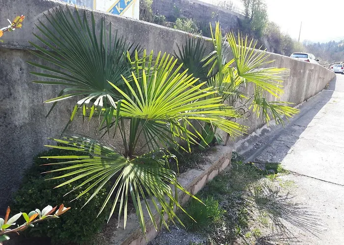 Guest house Elena 3*